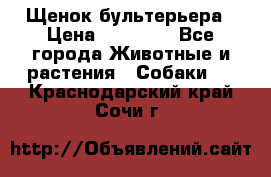 Щенок бультерьера › Цена ­ 35 000 - Все города Животные и растения » Собаки   . Краснодарский край,Сочи г.